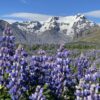 Lupins in bloom in June in Skaftafell, Iceland
