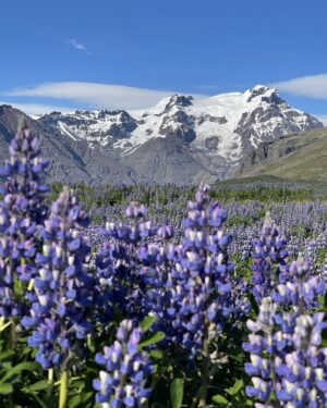 Lupins in bloom in June in Skaftafell, Iceland