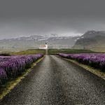 Lupin in bloom near a church in south Iceland