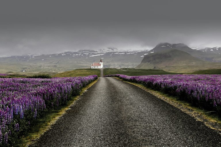 Lupin in bloom near a church in south Iceland